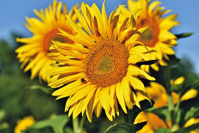 sunflower