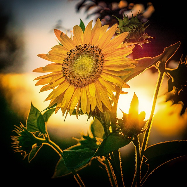 sunflower