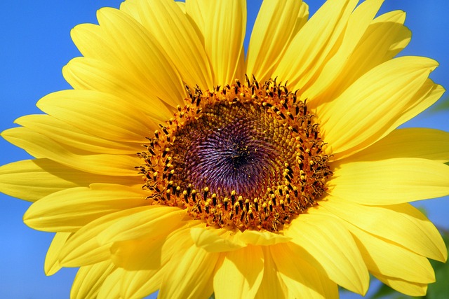 sunflower