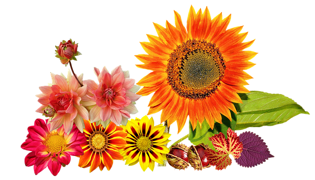 sunflower