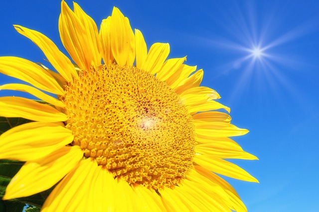 sunflower