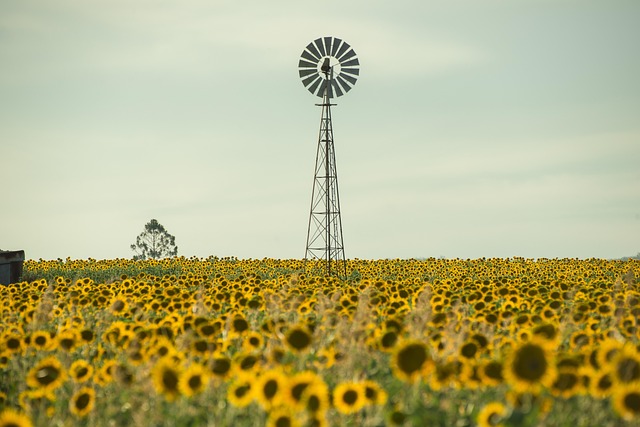 sunflower