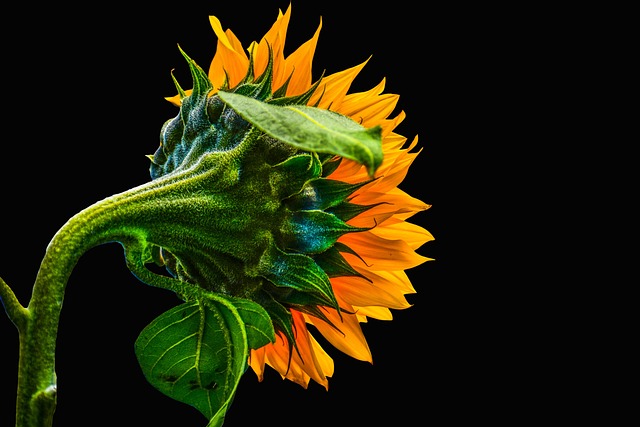 sunflower