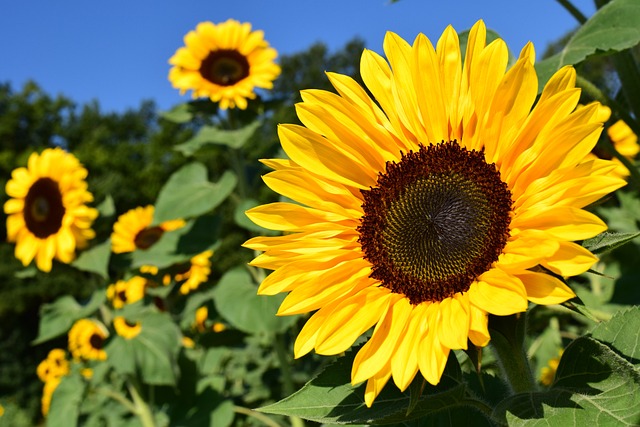 sunflower-640x480-95056759.jpeg
