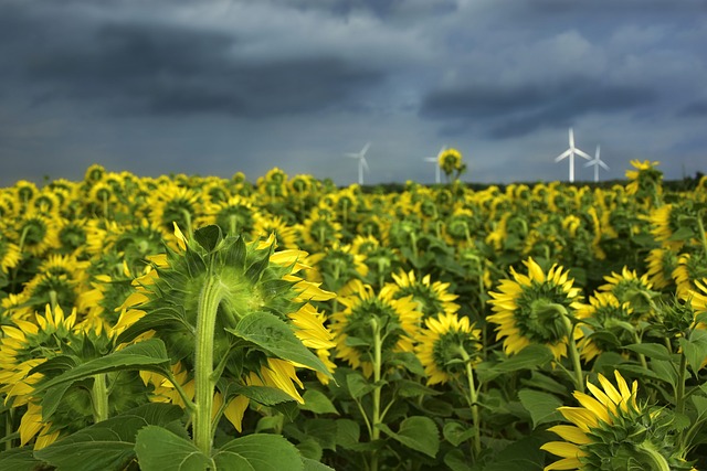sunflower