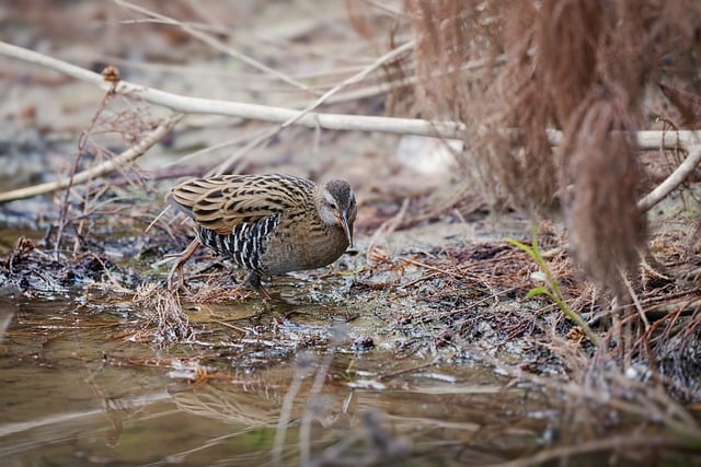 Wild Bird