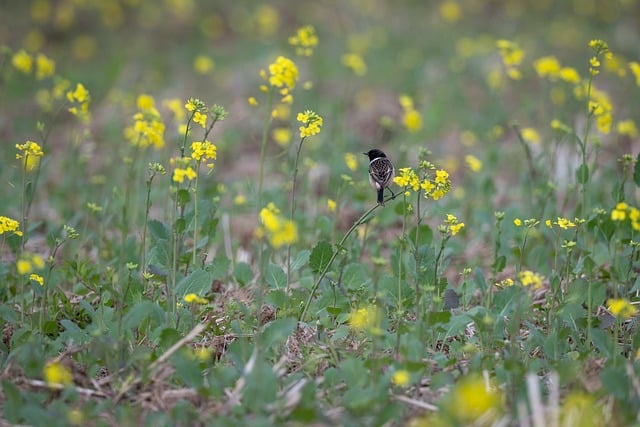 Wild Bird