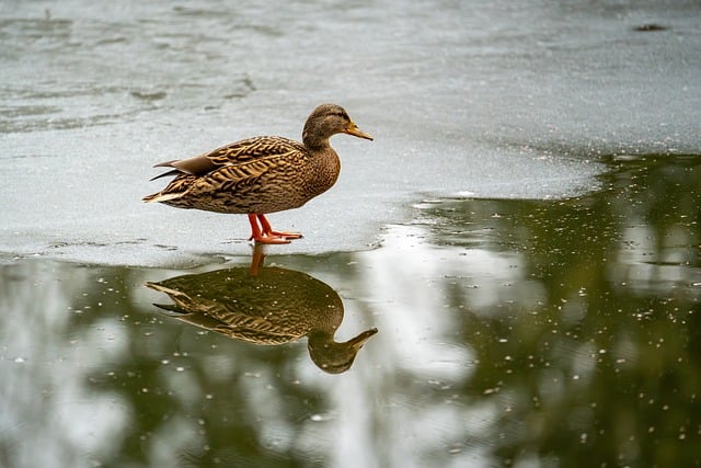 Wild Bird