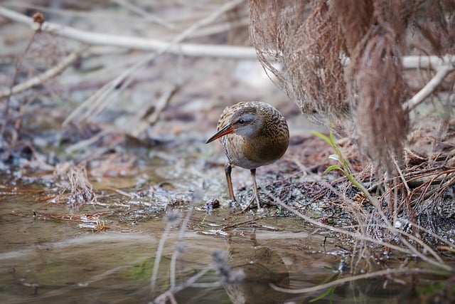 Wild Bird