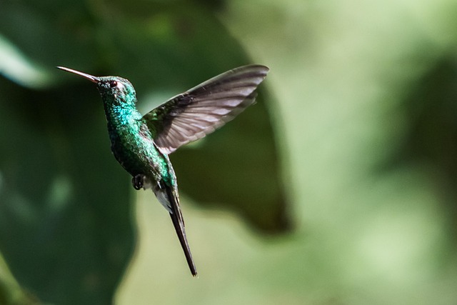 Wild Bird