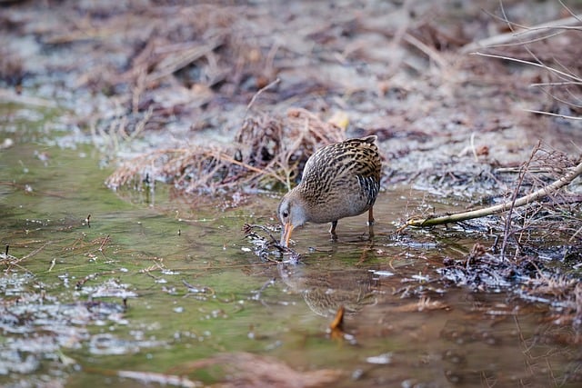 Wild Bird