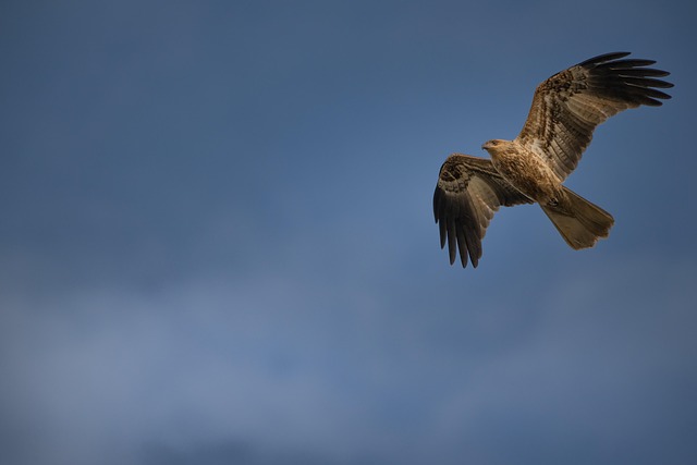 Wild Bird