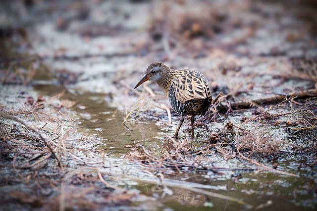 Wild Bird