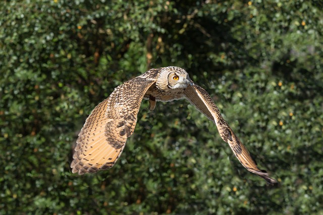 Wild Bird