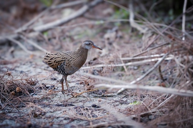 Wild Bird