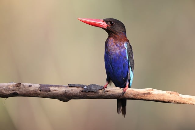Wild Bird