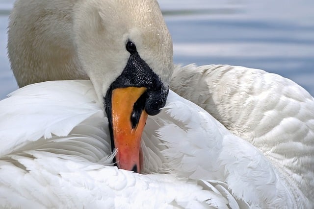 Bulk Wild Bird Seed Leeds: Save Big with Free Shipping on New Arrivals!