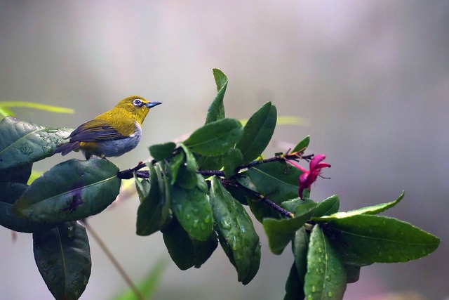 Wild Bird