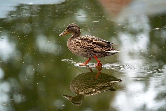 Wild Bird
