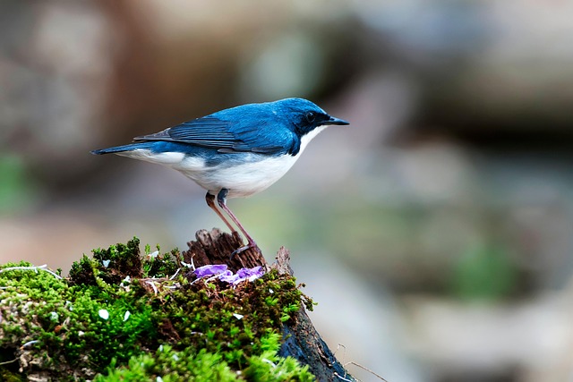Wild Bird