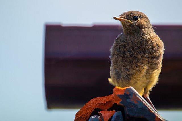 Wild Bird