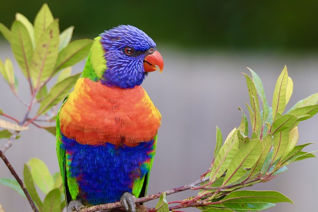 Bulk Wild Bird Seed Birmingham: Feed More Birds, Save More Money!