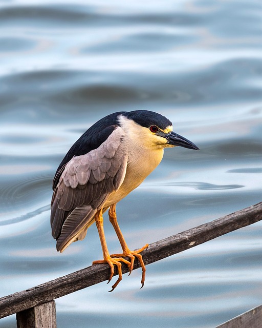 Wild Bird