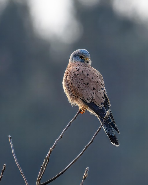 Wild Bird