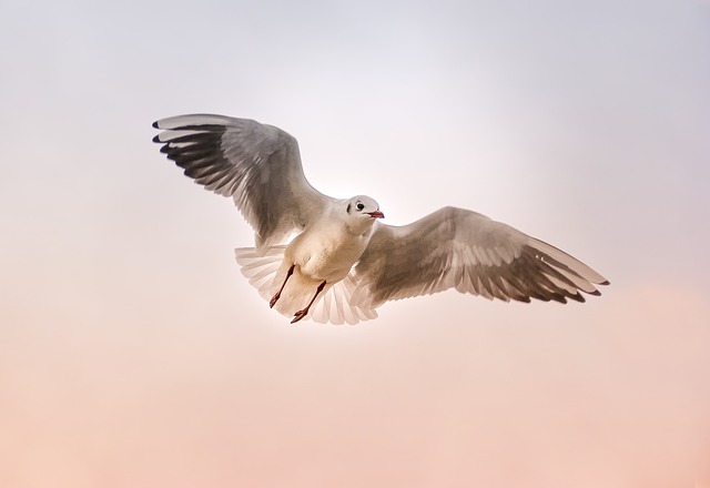 Wild Bird