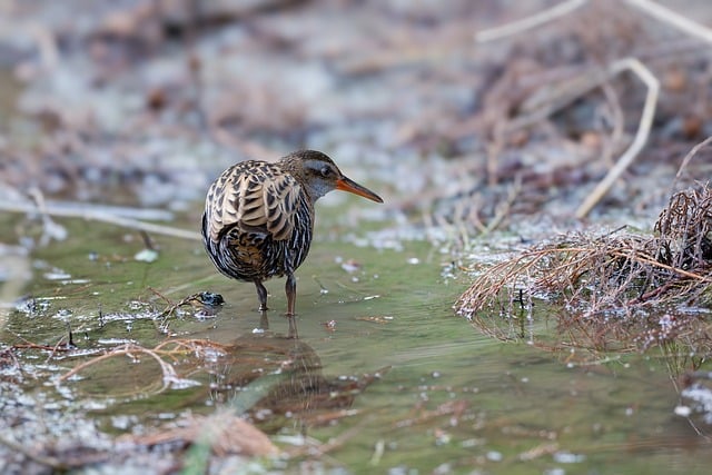 Wild Bird