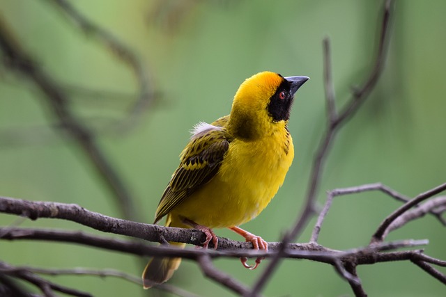 Wild Bird