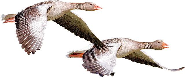 Bulk Peanuts for Birds Leicester: Save Big with Free Shipping &amp; Best Prices!