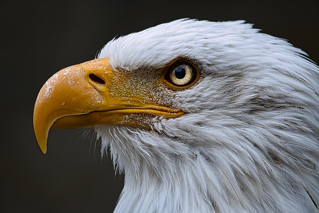 Wild Bird