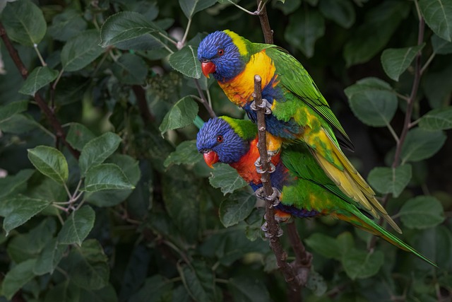 Wild Bird