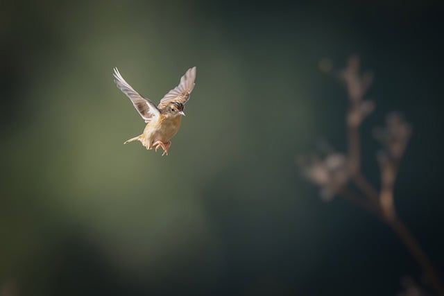 Wild Bird