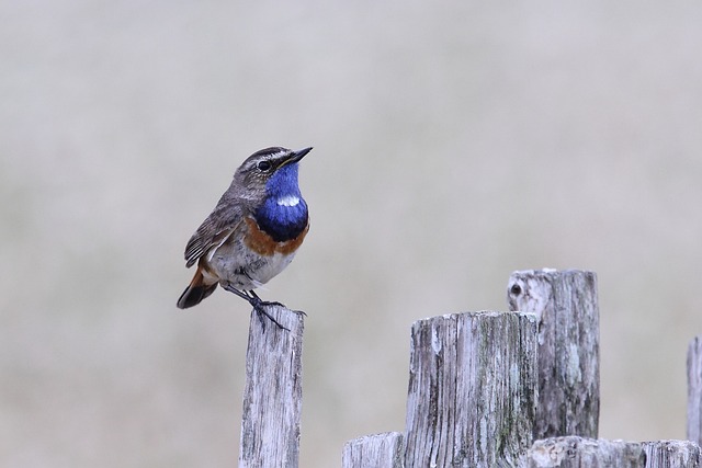 Wild Bird