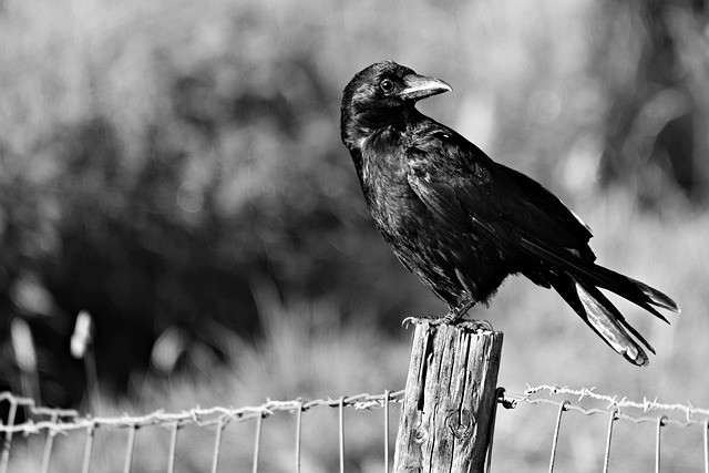Wild Bird