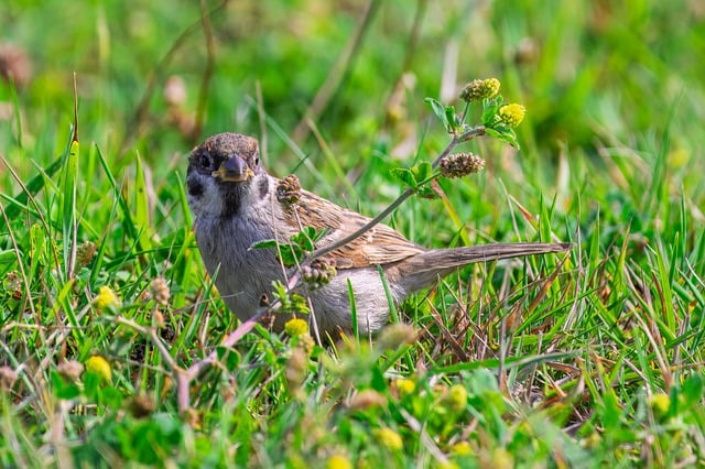 Wild Bird