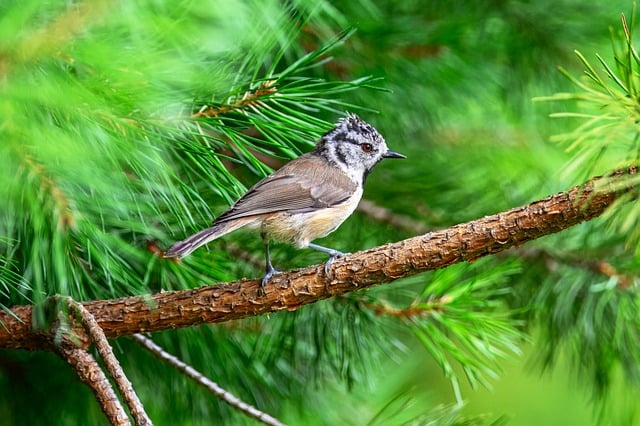 Wild Bird