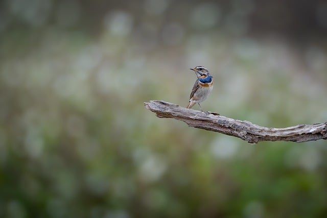 Wild Bird