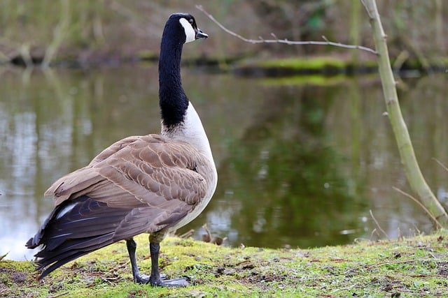 Wild Bird