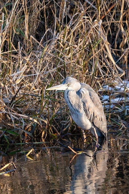 Wild Bird