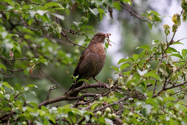 Affordable Dried Peanuts for Birds Cardiff: Fresh, High Quality, Save Now!