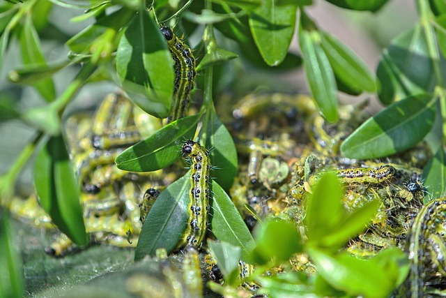 worms