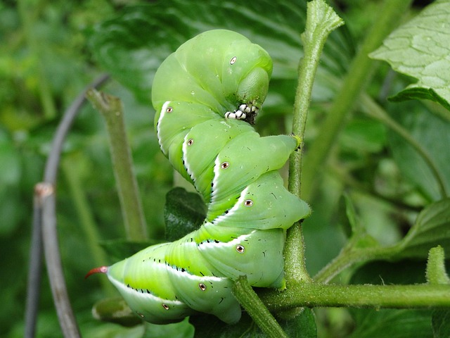 worms