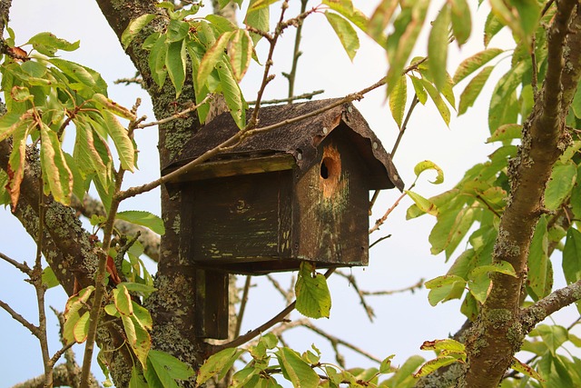 bird feeder