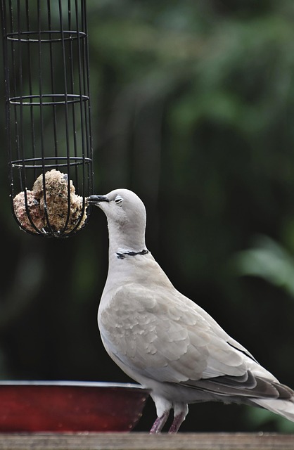 bird feeder