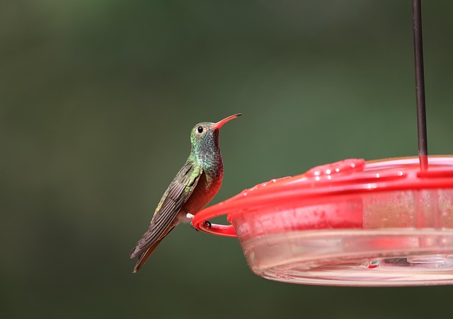 bird feeder