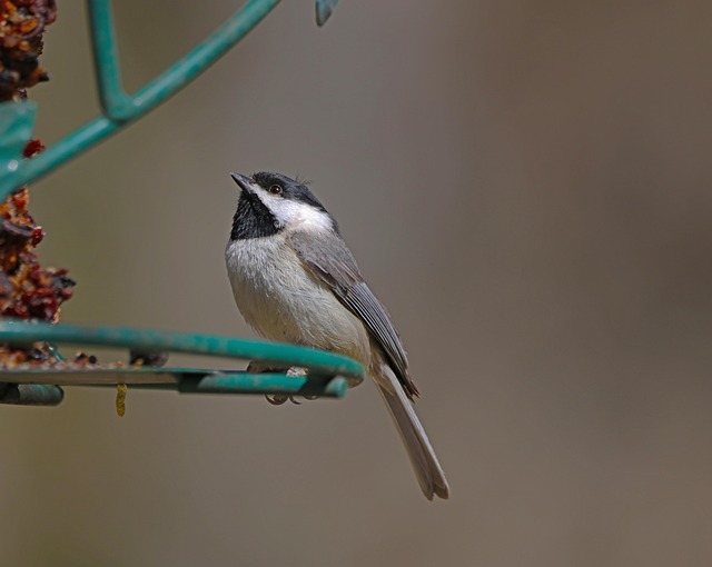 bird feeder