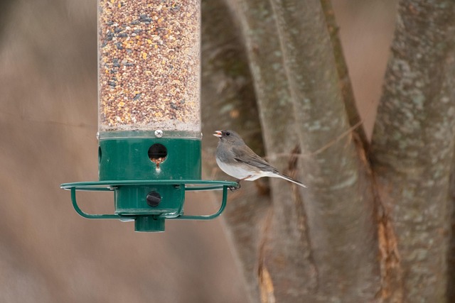 bird feeder